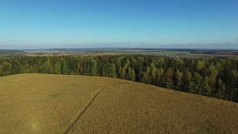 4K. Flight above ripe corn field, aerial panoramic view. Vídeo Stock 71884498