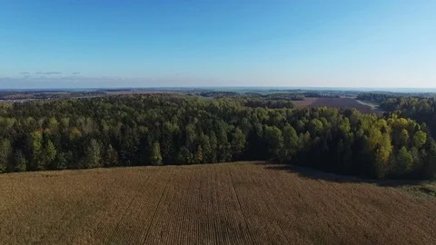 4K. Flight above ripe corn field, which ready for harvesting, aerial view. Stock Footage 71885455