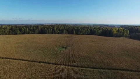 4K. Flight above ripe corn field, which ready for harvesting, aerial view. Stock-Footage 71885786