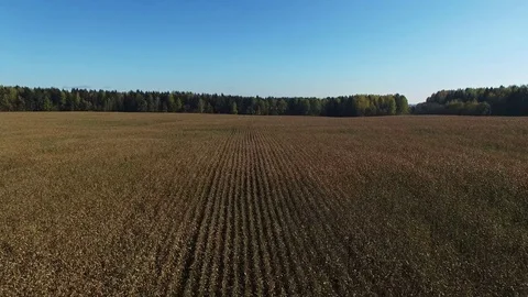 4K. Flight above ripe corn field, which ready for harvesting, aerial view. Vídeo Stock 71885914
