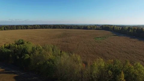 4K. Flight above ripe corn field, which ready for harvesting, aerial view. 動画素材 71887302