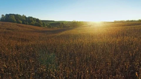 4K. Flight above ripe corn field at golden sunset, aerial panoramic view. Video stock 71890252