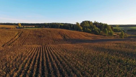 4K. Flight above ripe corn field at golden sunset, aerial panoramic view. Video stock 71891629