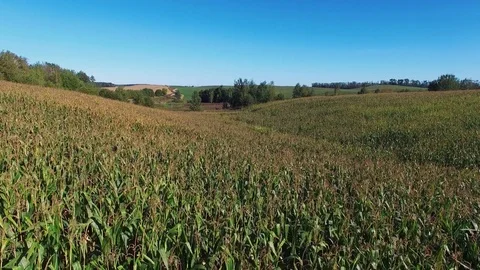 4K. Flight above ripe corn field at sunny day, aerial panoramic view. 動画素材 71896828