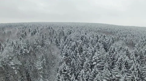 4K. Flight above winter forest on the north, aerial panoramic view. Stock-Footage 58951105