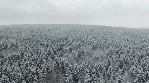 4K. Flight above winter forest on the north, aerial panoramic view. Vídeo Stock 58951991