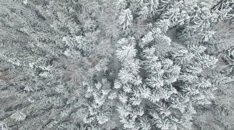 4K. Flight above winter forest on the north, aerial top view. 58959791