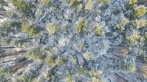 4K. Flight above winter forest on the north, aerial top view. Stock Footage 70534162