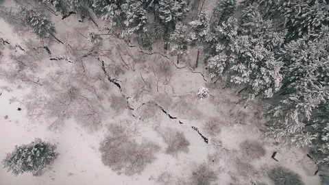 4K. Flight above winter forest on the north, aerial top view. Russia Stock Footage 70573604