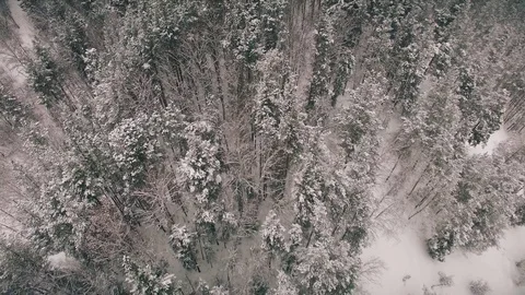 4K. Flight above winter forest on the north, aerial top view. Russia Stock Footage 70573827