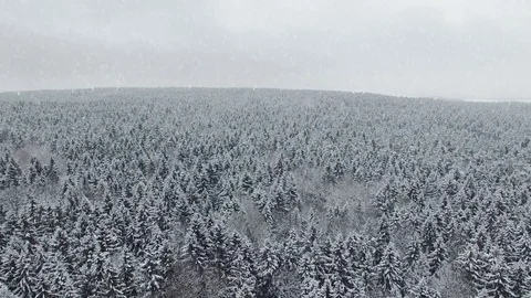 4K. Flight above winter forest at snowfall on the north, aerial panoramic view. 스톡 동영상 79153697