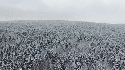 4K. Flight above winter forest at snowfall on the north, aerial panoramic view. Stock Footage 79162078