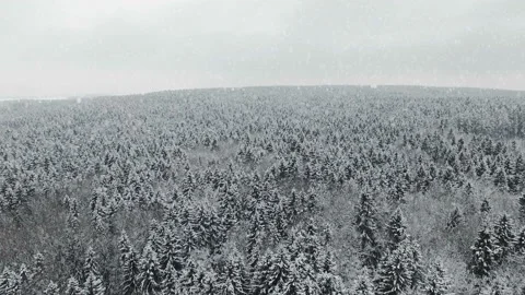 4K. Flight above winter forest at snowfall on the north, aerial view. Vídeo Stock 99375224