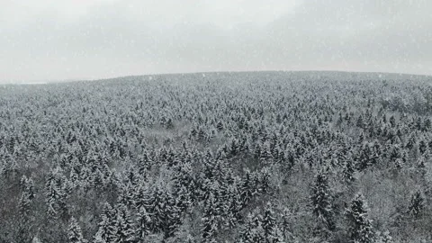 4K. Flight above winter forest at snowfall on the north, aerial view. Video stock 99375664