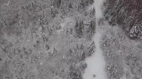 4K. Flight above winter forest on the north, aerial top view. 動画素材 101438830