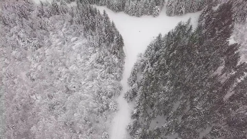 4K. Flight above winter forest on the north, aerial top view. Stock Footage 101438833