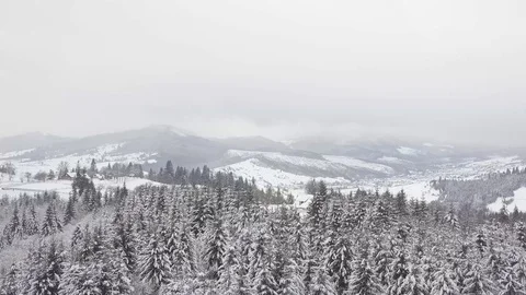 4K. Flight above winter forest on the north, aerial top view. 動画素材 101438841