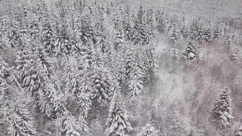 4K. Flight above winter forest on the north, aerial top view. 動画素材 101438844