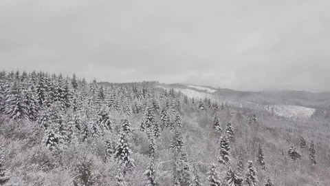 4K. Flight above winter forest on the north, aerial top view. 動画素材 101438847