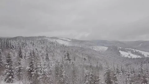 4K. Flight above winter forest on the north, aerial top view. 動画素材 101438850