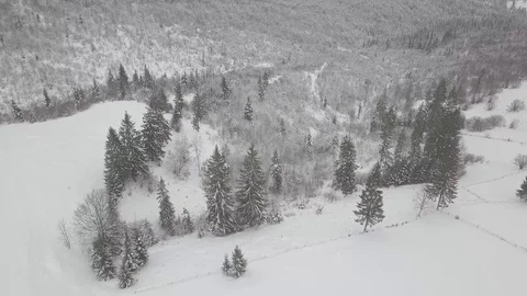 4K. Flight above winter forest on the north, aerial top view. 動画素材 101438853