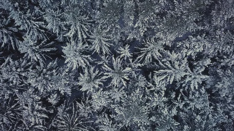 4K. Flight above winter forest on the north, aerial top view. Stock Footage 119447976