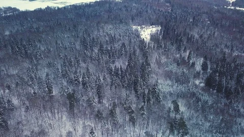 4K. Flight above winter forest on the north, aerial top view. Stock Footage 119448442
