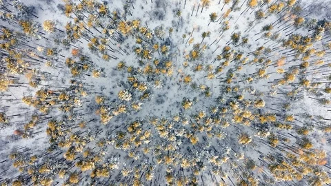 4K. Flight above winter forest on the north, aerial top view. Видео 120976162