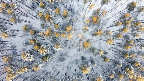 4K. Flight above winter forest on the north, aerial top view. Video stock 120976609