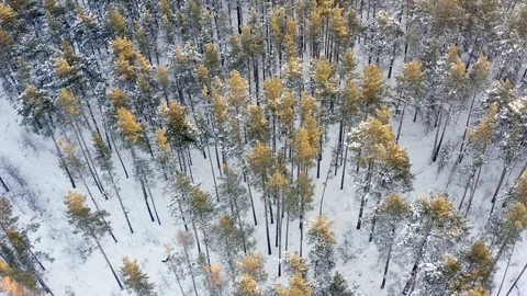 4K. Flight above winter forest on the north, aerial top view. Stock Footage 120977119