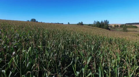 4K. Flight and takeoff above ripe corn field at sunny day, aerial view. 動画素材 67549624