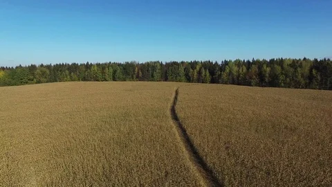 4K. Flight and takeoff above ripe corn field with road, aerial panoramic view. Stock Footage 71880042