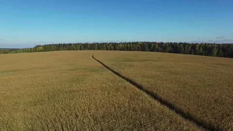 4K. Flight and takeoff above ripe corn field with road, aerial panoramic view. Stock Footage 71884265