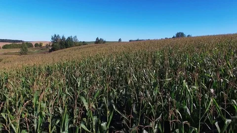 4K. Flight and takeoff above ripe corn field at sunny day, aerial view. Video stock 71896824