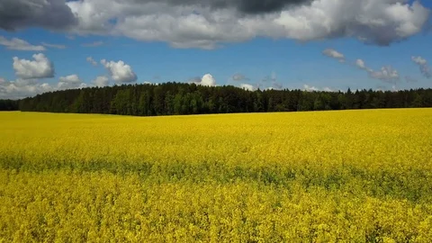4K. Flight and takeoff above blooming yellow rapeseed field at sunny day. Stock-Footage 76037894