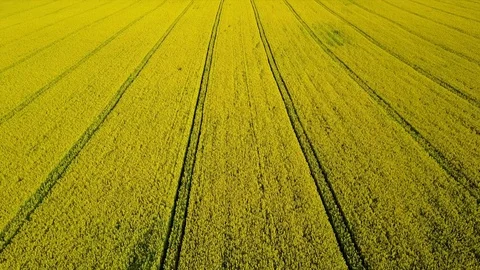 4K. Flight and takeoff above blooming yellow rapeseed field at sunny day, aerial 動画素材 76054071