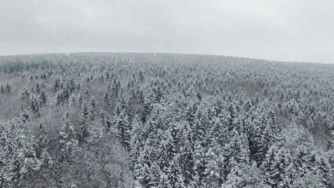 4K. Flight and takeoff above winter forest at snowfall on the north, aerial. 動画素材 79153238