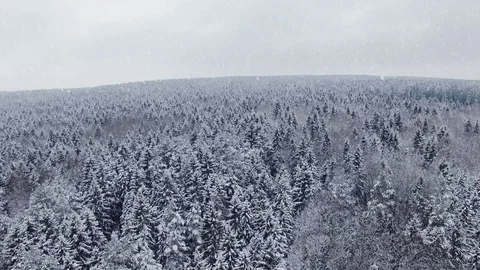4K. Flight and takeoff above winter forest at snowfall on the north, aerial. Stock Footage 80912989