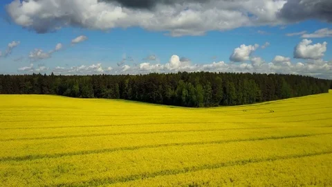 4K. Flight and takeoff above blooming yellow rapeseed field in spring, aerial. Video stock 85087282