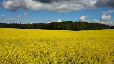 4K. Flight and takeoff above blooming yellow rapeseed field in spring, aerial. Stock Footage 85087680
