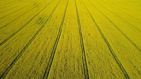 4K. Flight and takeoff above blooming yellow rapeseed field at sunny day, spring Stock-Footage 85142295