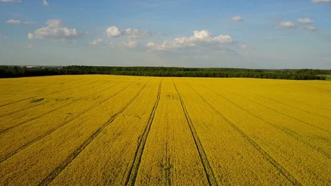 4K. Flight and takeoff above blooming yellow rapeseed field in spring, aerial. Video stock 85198798