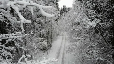 4K. Flight and takeoff over countryside road in winter forest between branches. 動画素材 98383488