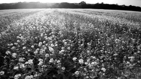 4K flight over a colza field. Sun shines, low on the horizon. Black and white. Stock Footage 68464974