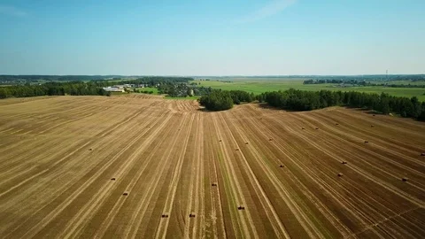 4K. Flight over cultivated fields with haystacks after harvesting. Aerial view 스톡 동영상 79603552