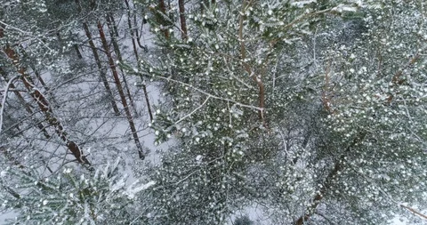 4К. flight in the snow-covered forest. Video stock 86609769