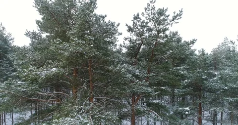 4К. flight in the snow-covered forest. Stock Footage 86610265