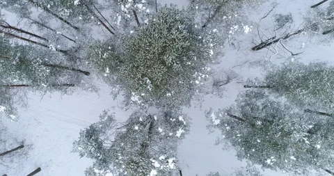 4К. flight in the snow-covered forest. Stock Footage 86610327
