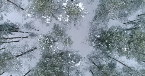 4К. flight in the snow-covered forest. Video stock 86610801