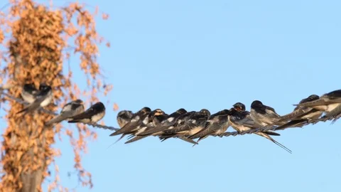 4K Flock of common swallow chickens (Hirundo rustica) on a power line Stock Footage 98211600